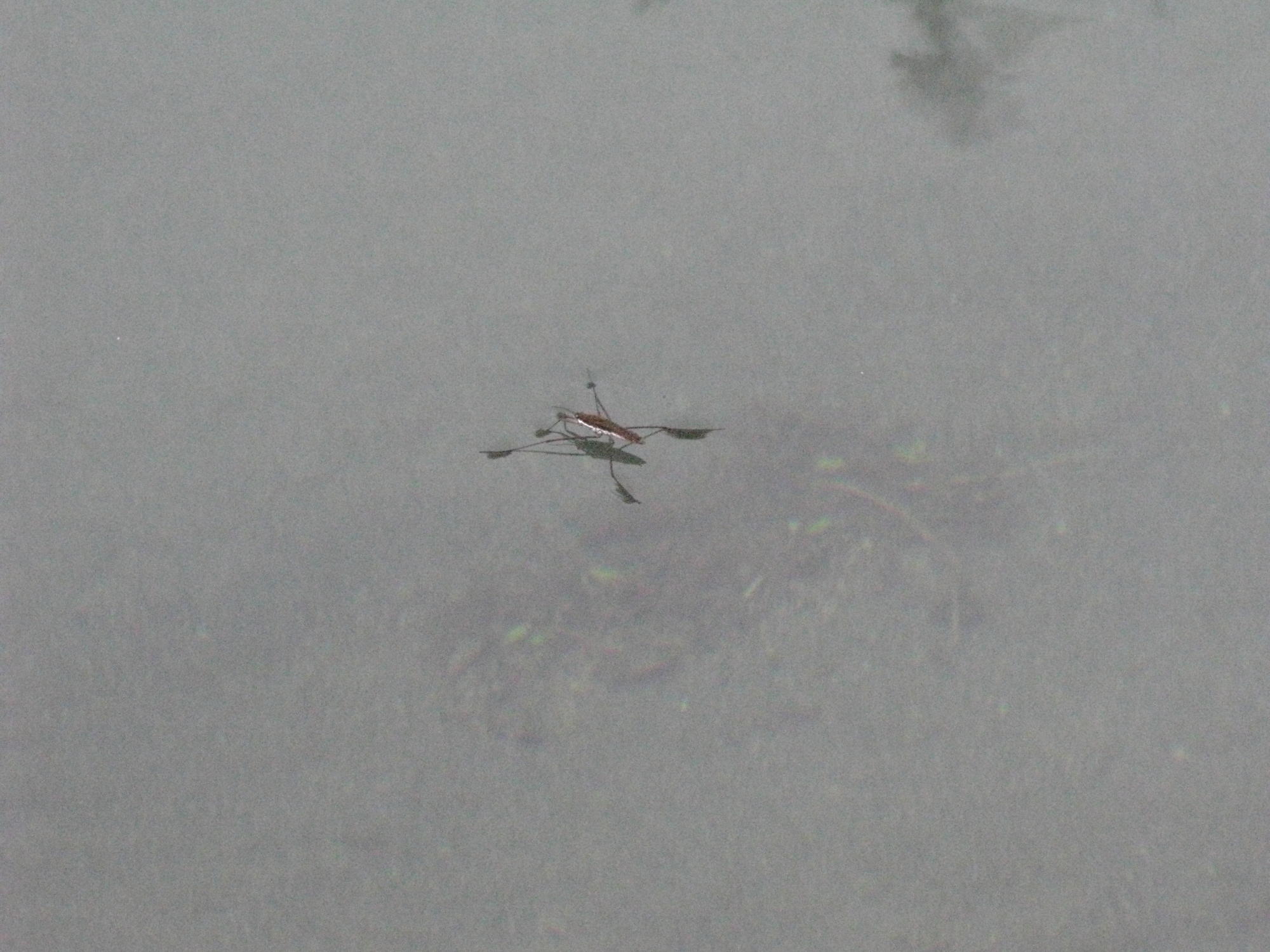 Bug on Surface of Eel River, Covelo Yoga and Healing Festival